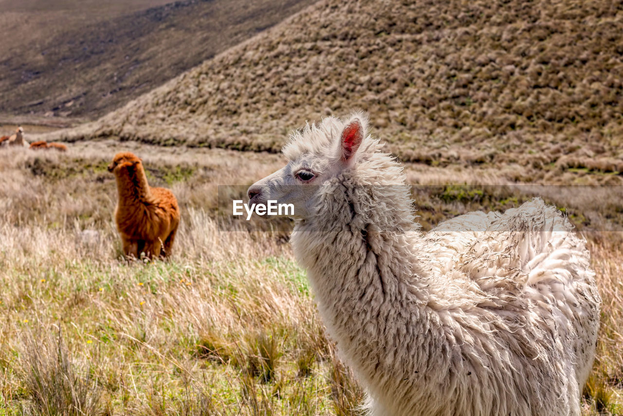 Alpacas on field