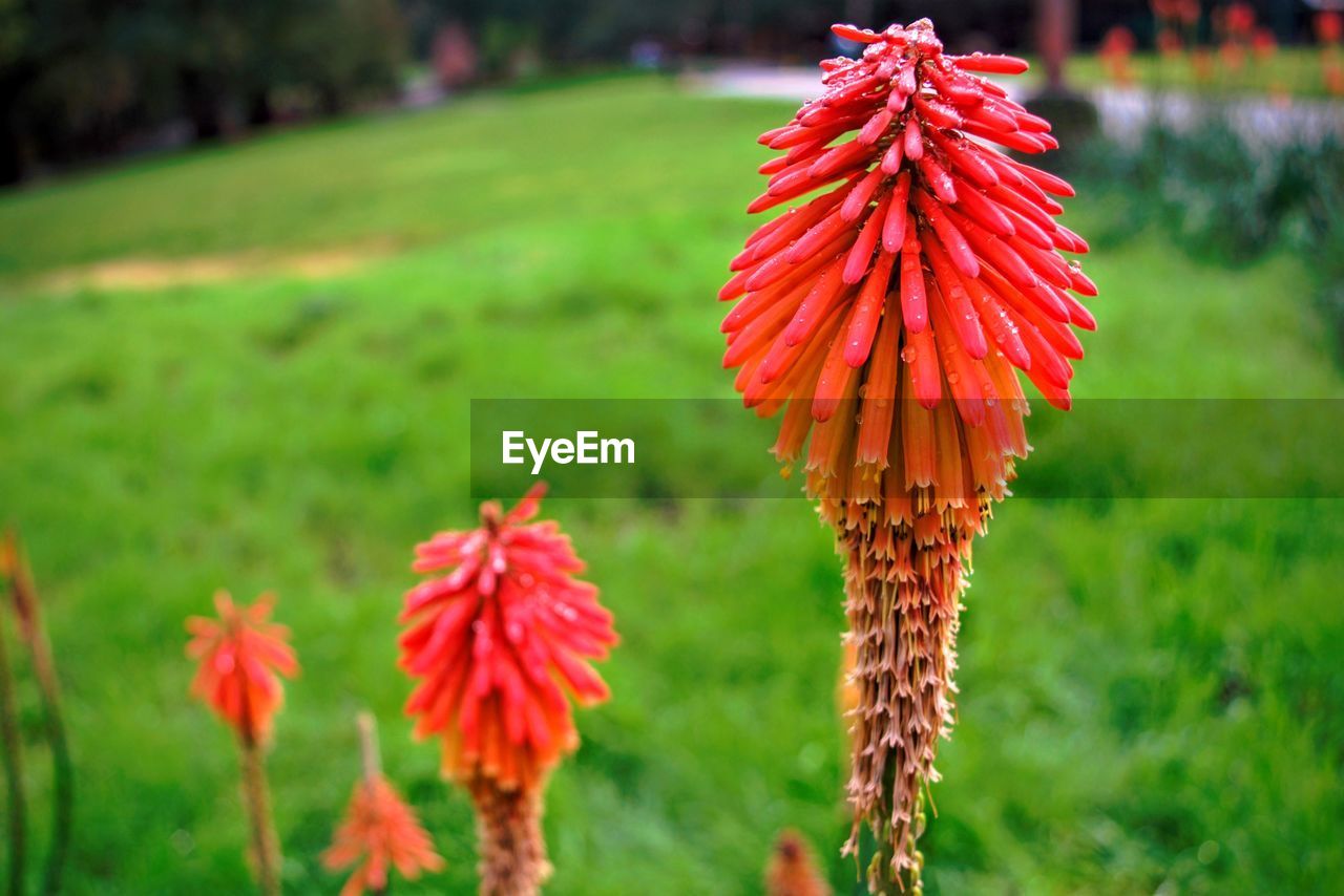 CLOSE-UP OF RED FLOWERS BLOOMING ON FIELD