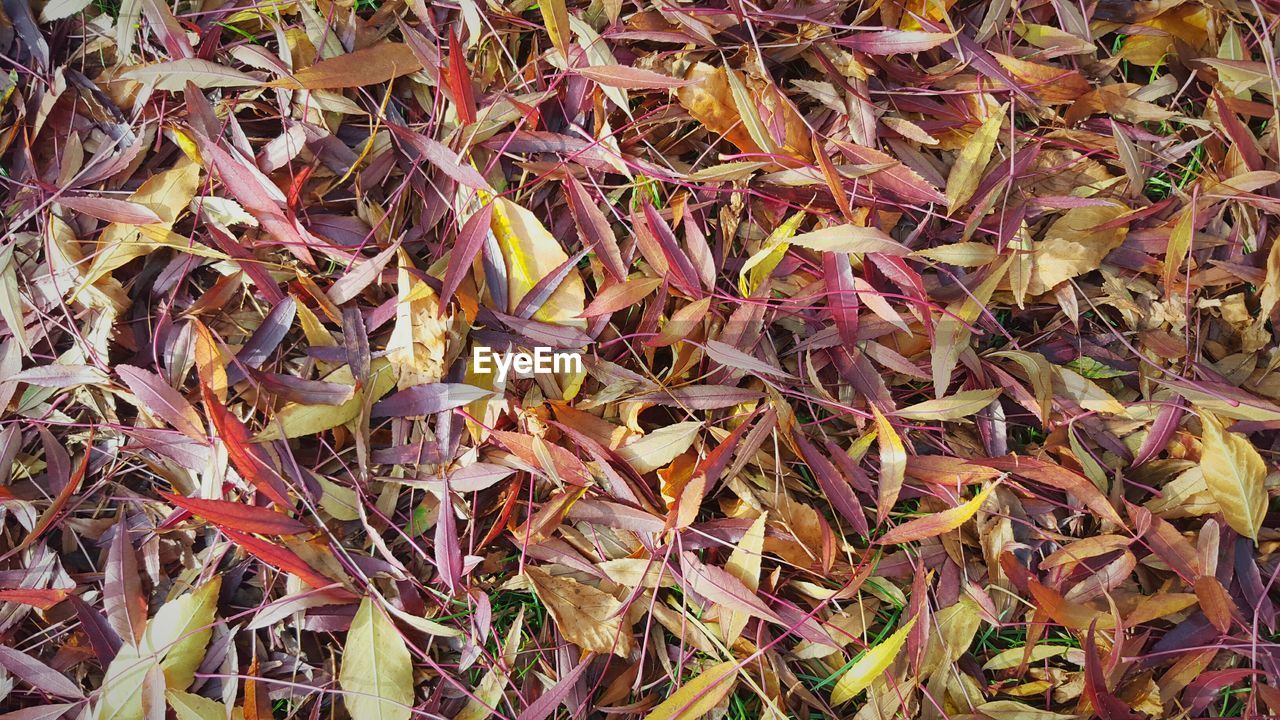 Full frame shot of autumn leaves