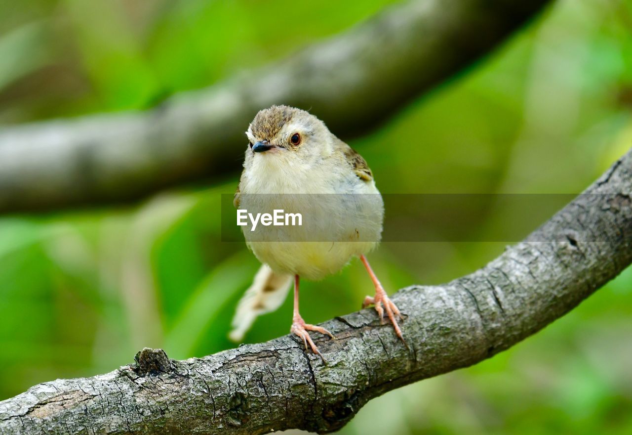 CLOSE-UP OF BIRD PERCHING ON A TREE