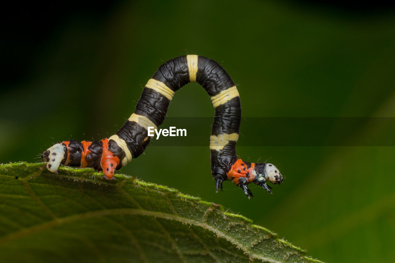 Close-up of caterpillar on leaf