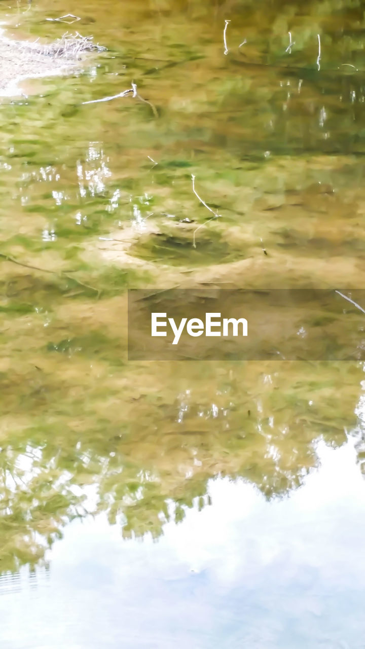 REFLECTION OF TREES IN WATER