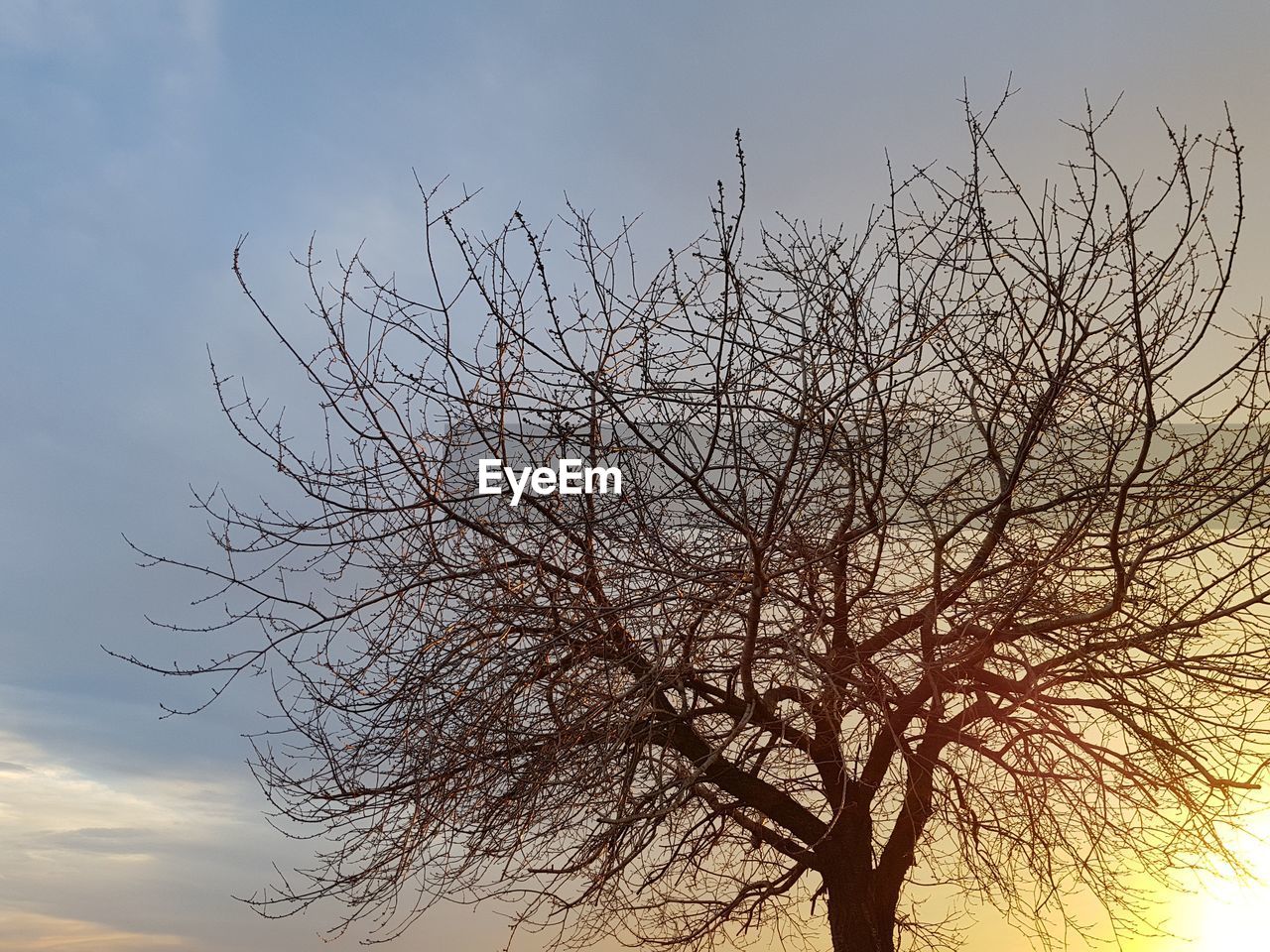 LOW ANGLE VIEW OF BARE TREE AGAINST SKY AT SUNSET