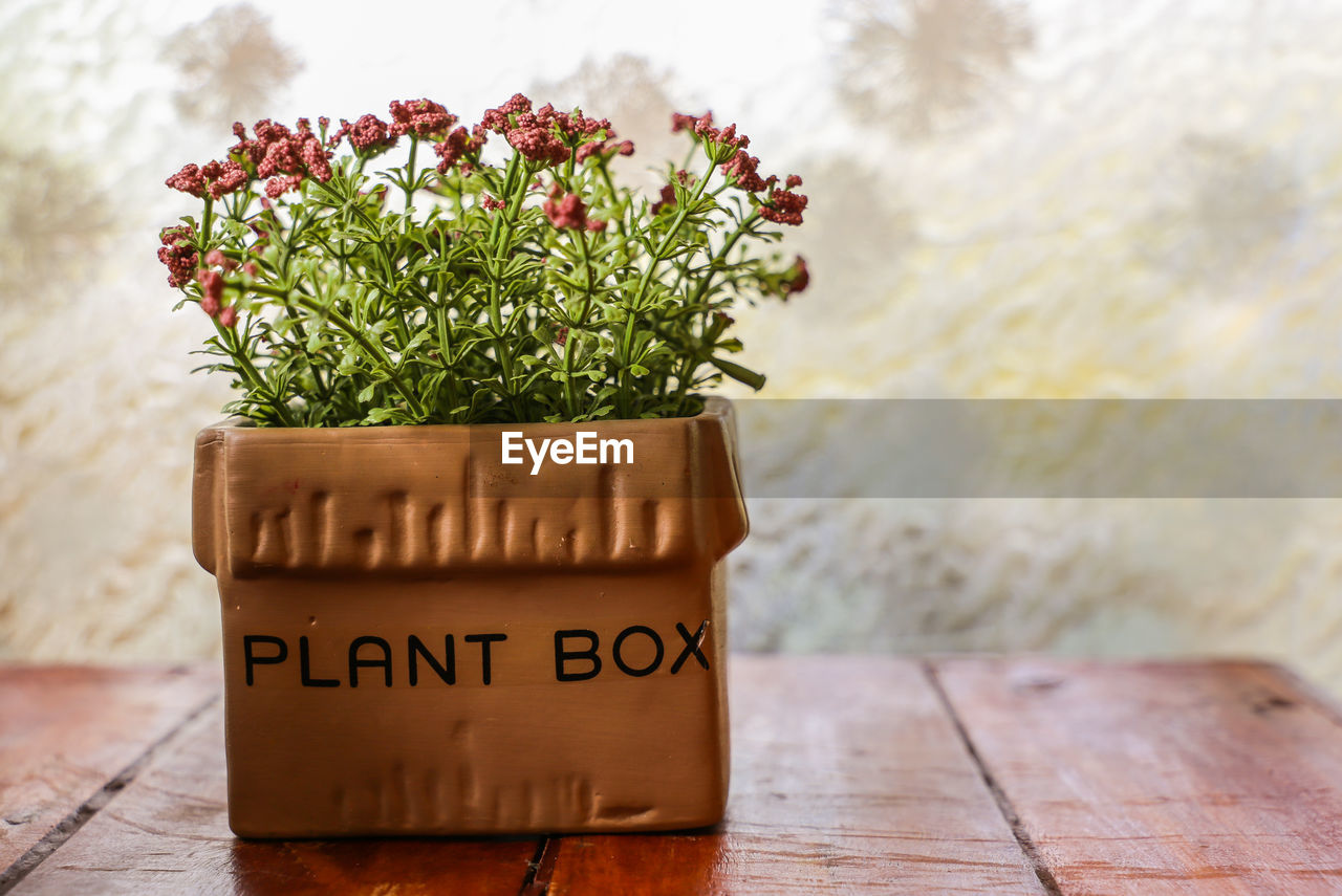 CLOSE-UP OF POTTED PLANT ON TABLE AGAINST WALL