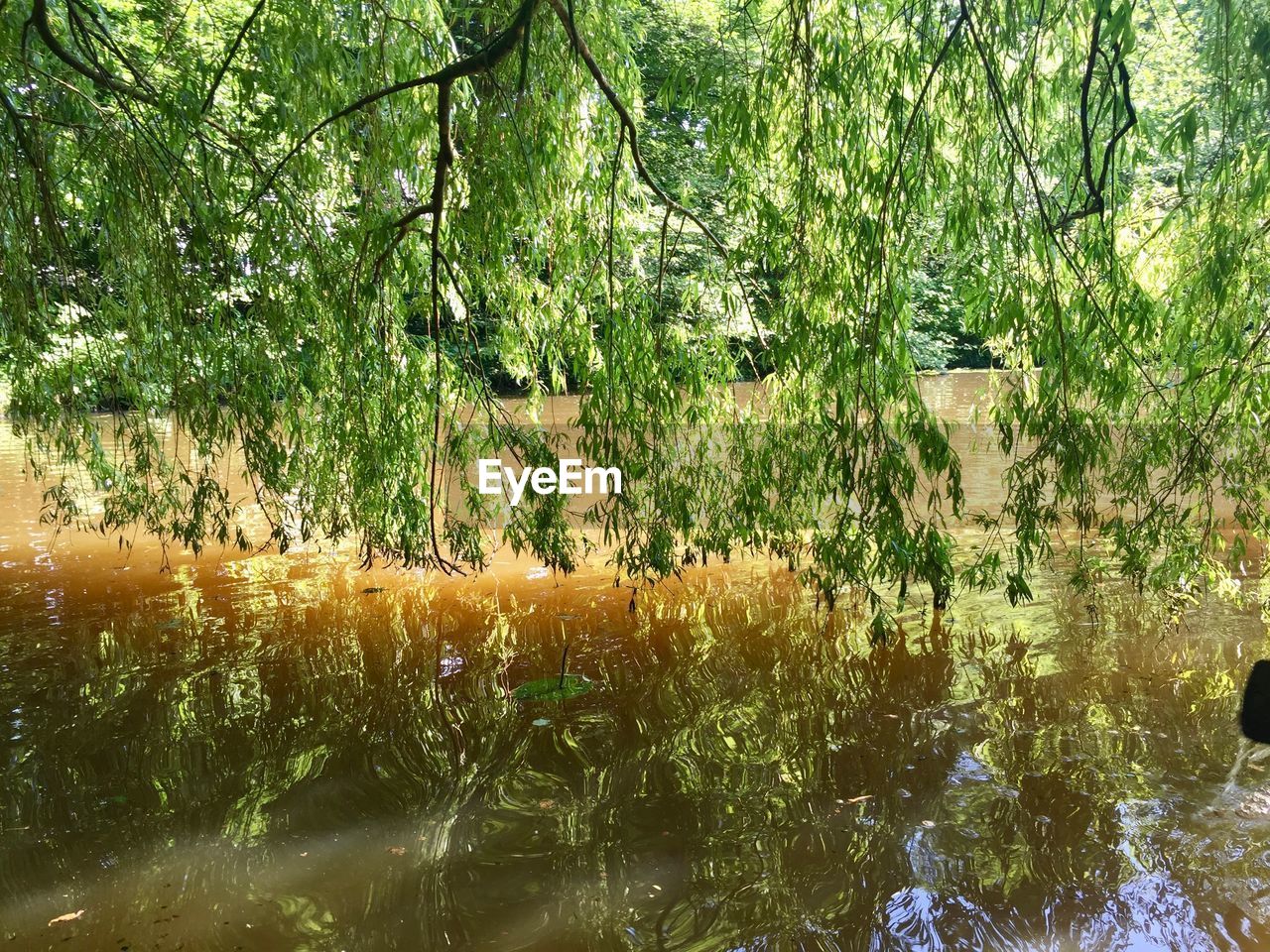 PLANTS BY LAKE IN FOREST