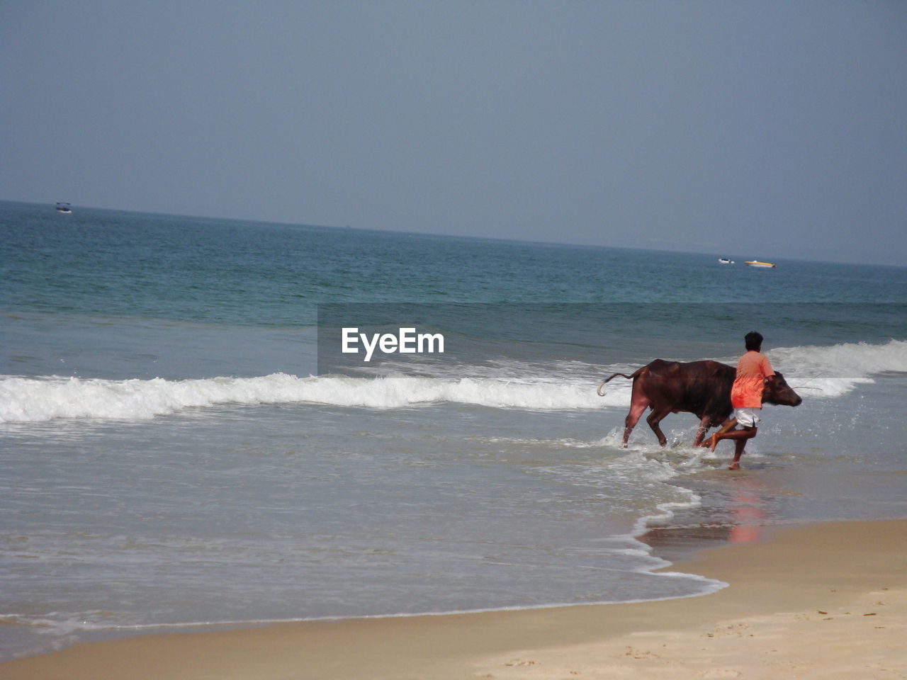 HORSE ON BEACH AGAINST SKY