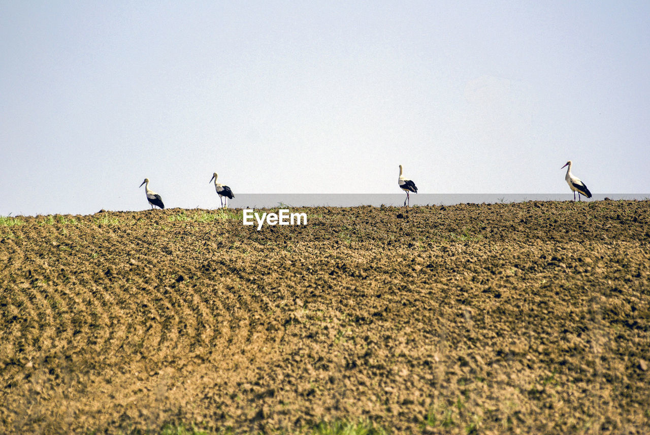 BIRDS FLYING OVER FIELD AGAINST SKY