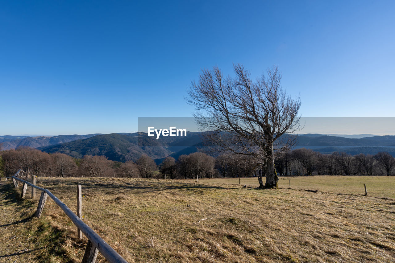 Trees on field against clear blue sky