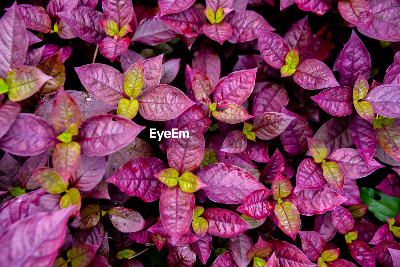 plant, full frame, flower, petal, pink, backgrounds, leaf, purple, close-up, beauty in nature, no people, freshness, nature, plant part, abundance, growth, day, lilac, outdoors, flowering plant, high angle view, directly above, fragility