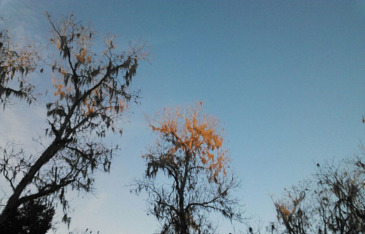 LOW ANGLE VIEW OF TREES AGAINST SKY