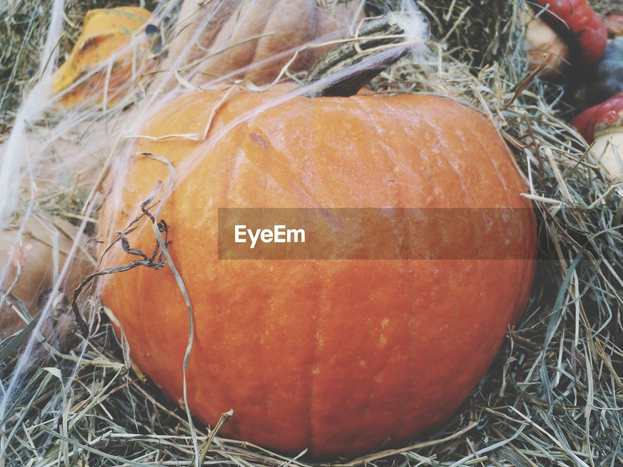 CLOSE-UP OF PUMPKIN IN CONTAINER