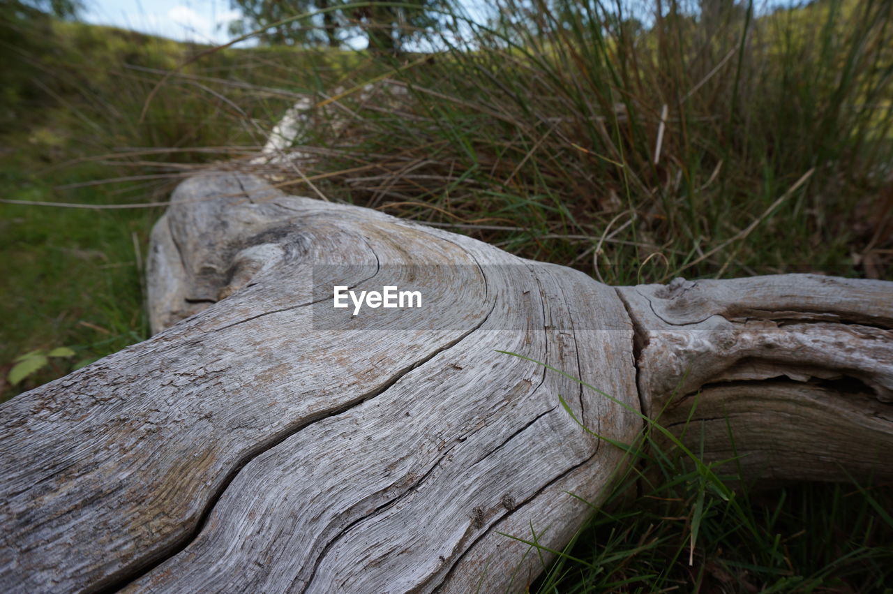 CLOSE-UP OF TREE TRUNKS IN FOREST