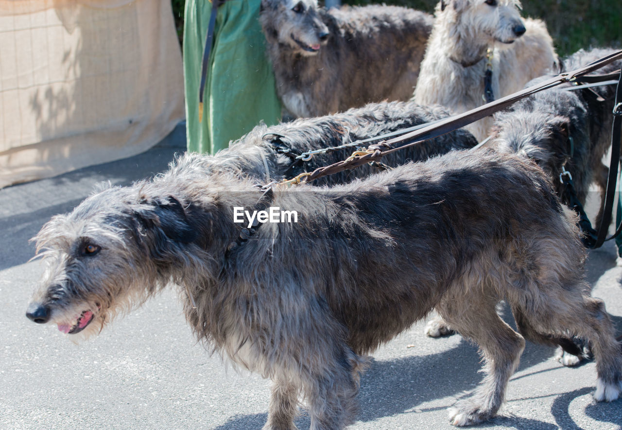 High angle view of irish wolfhound dogs