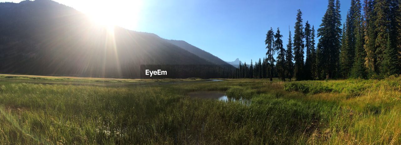 SCENIC VIEW OF GRASSY FIELD AGAINST SKY