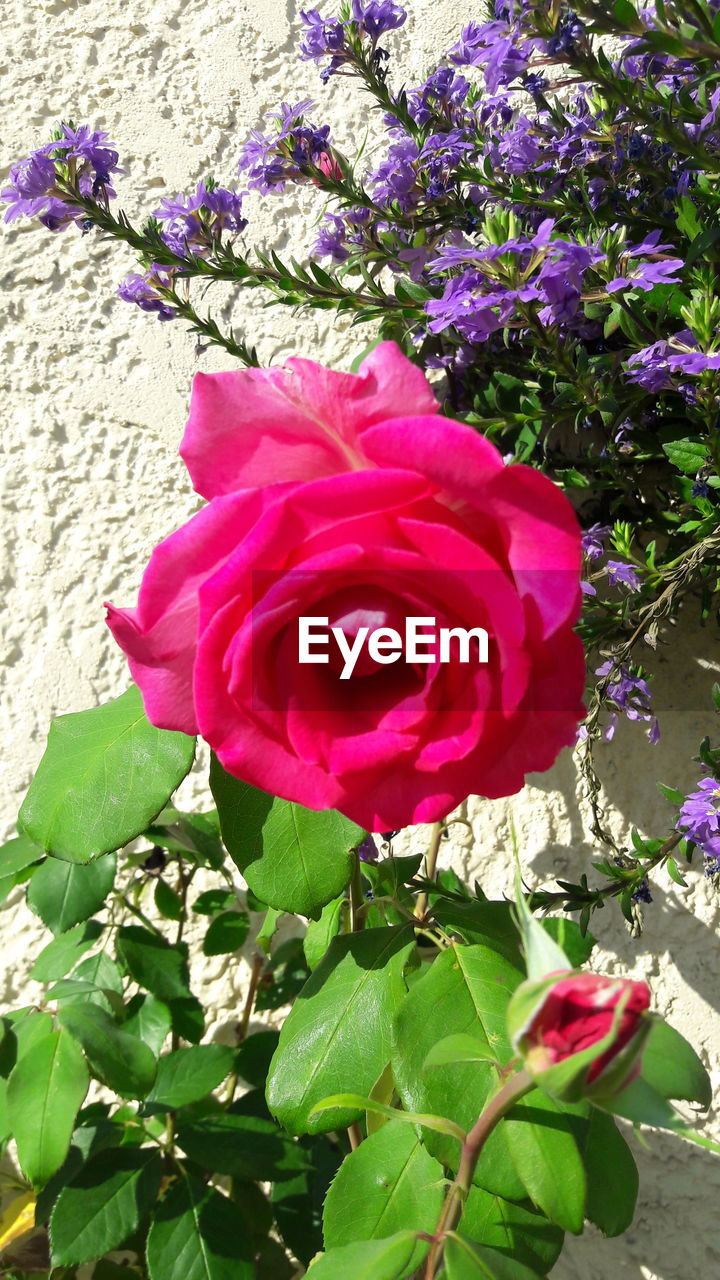 CLOSE-UP OF ROSE BLOOMING OUTDOORS