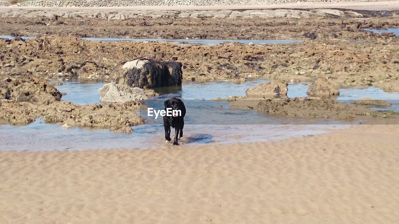 Dog on beach 