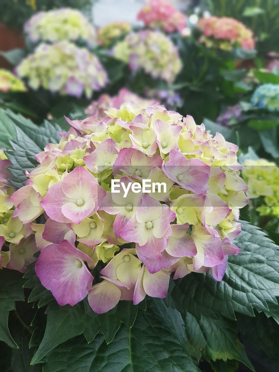 CLOSE-UP OF PINK FLOWERS GROWING OUTDOORS