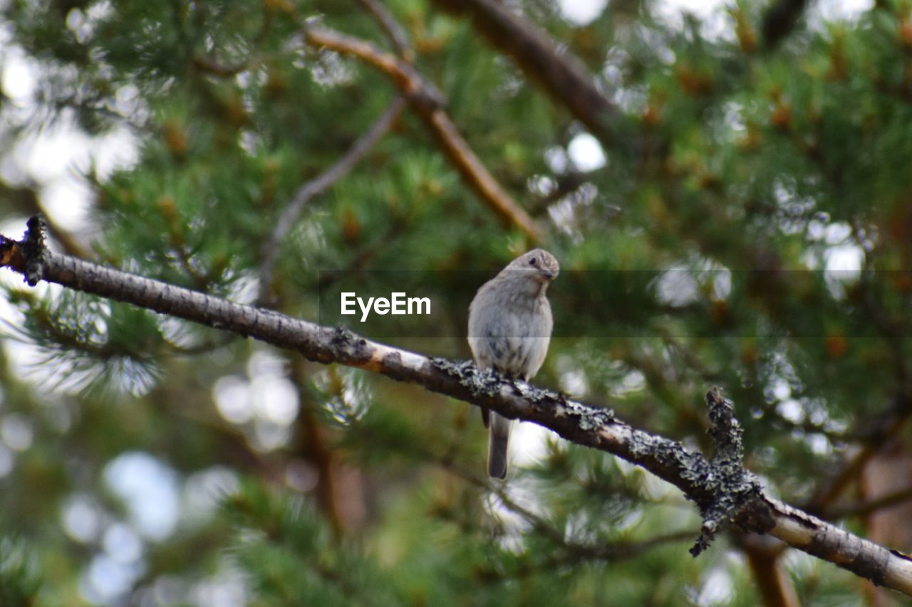 BIRD PERCHING ON A BRANCH