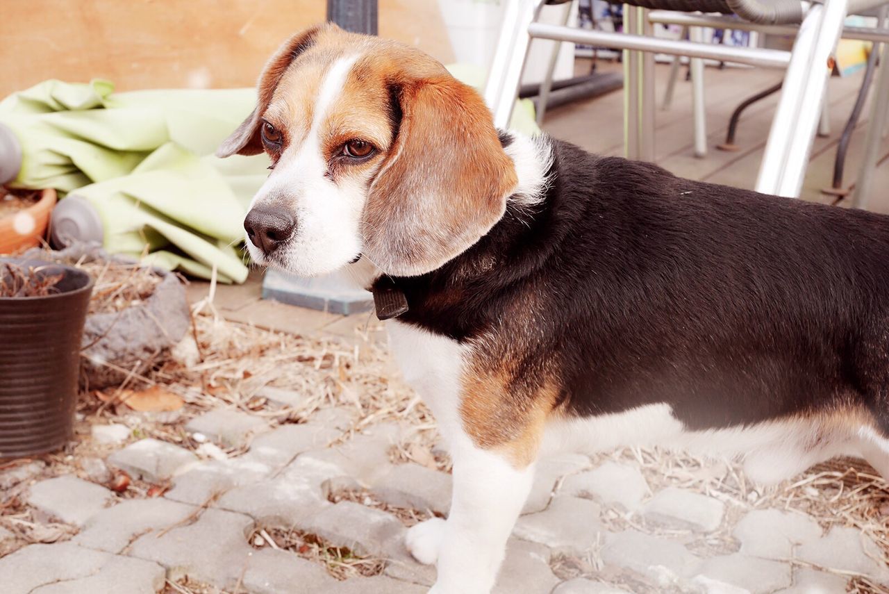 Beagle on footpath