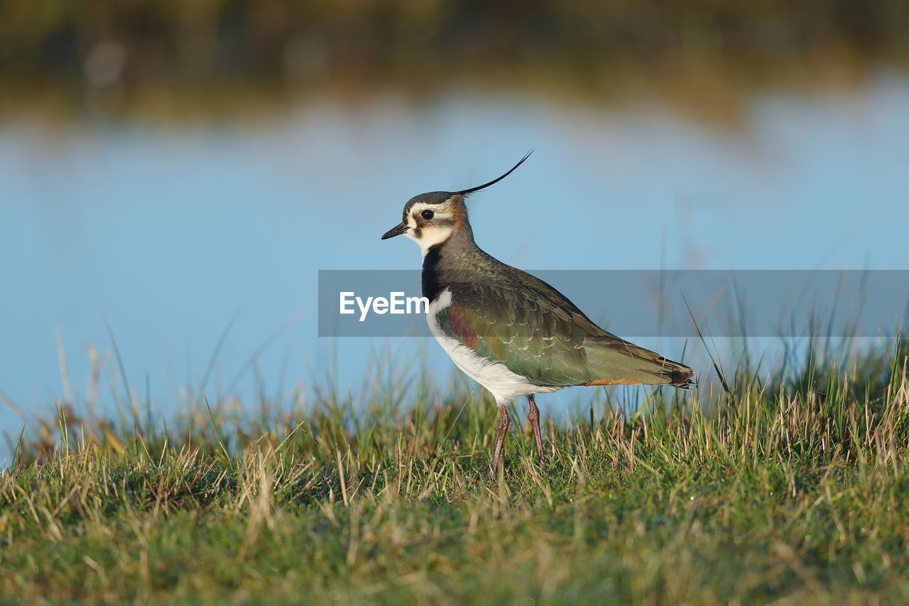 A northern lapwing near the river edge