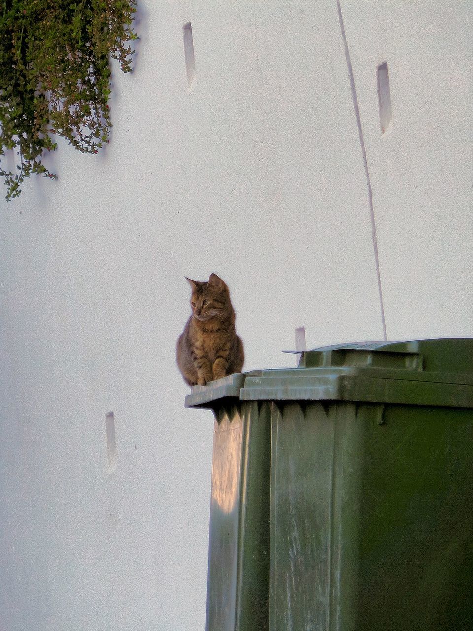 Cat sitting on garbage bin against sky
