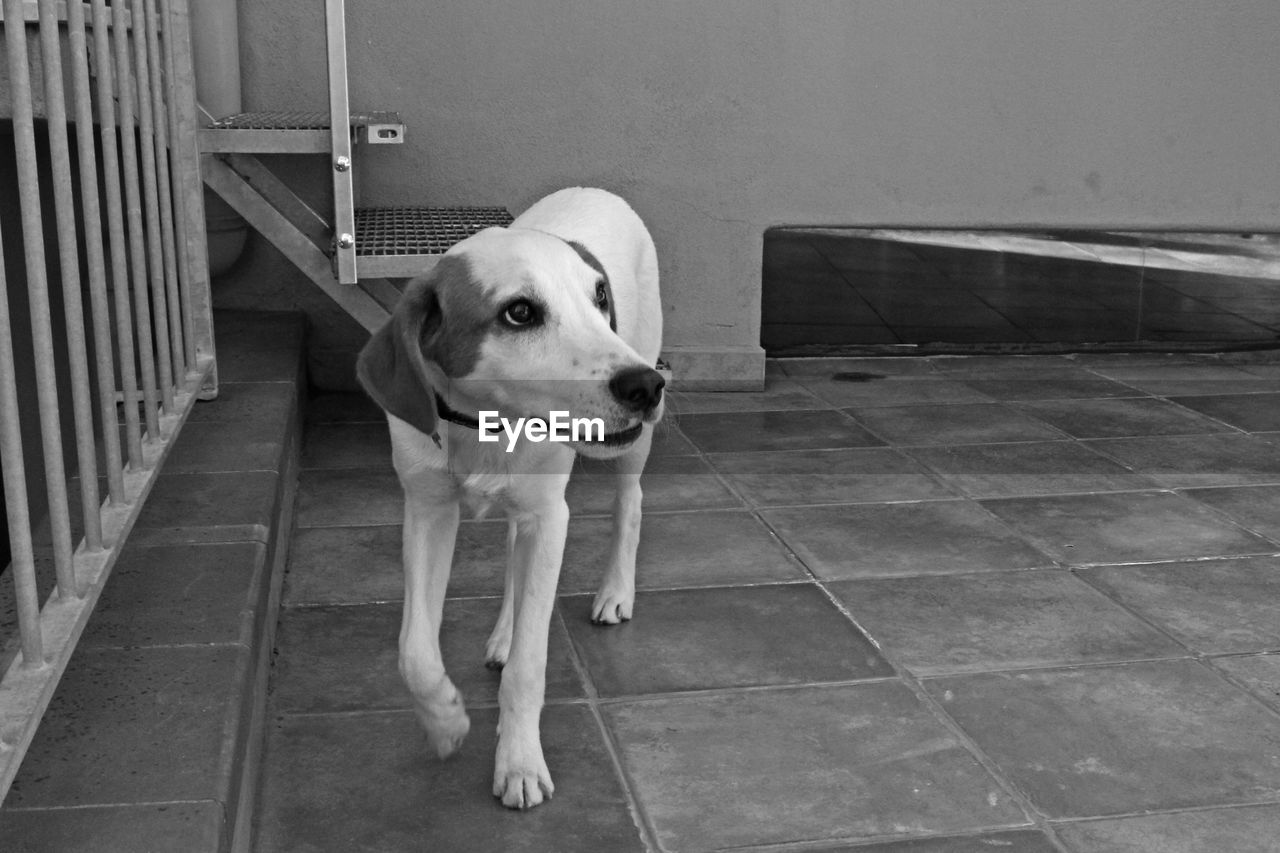 Portrait of dog sitting on floor