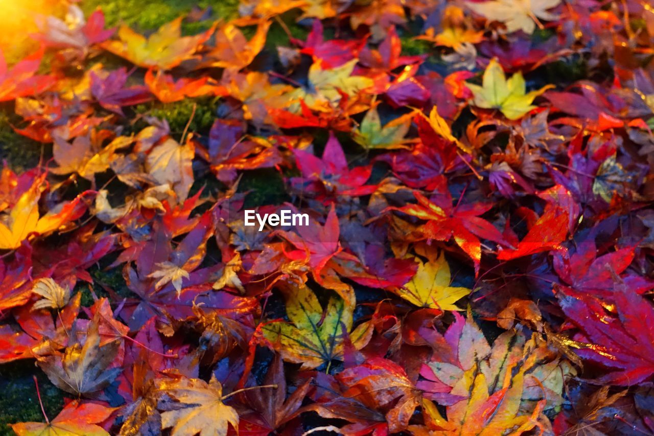 High angle view of fallen autumn leaves at park