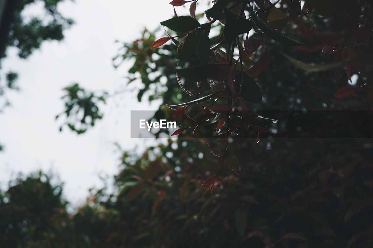 Low angle view of leaves against sky