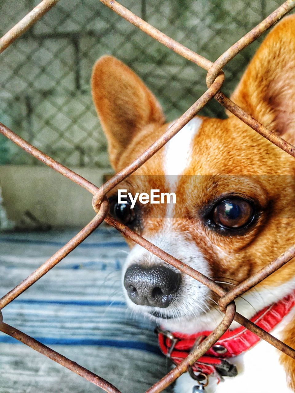 CLOSE-UP PORTRAIT OF DOG OUTDOORS