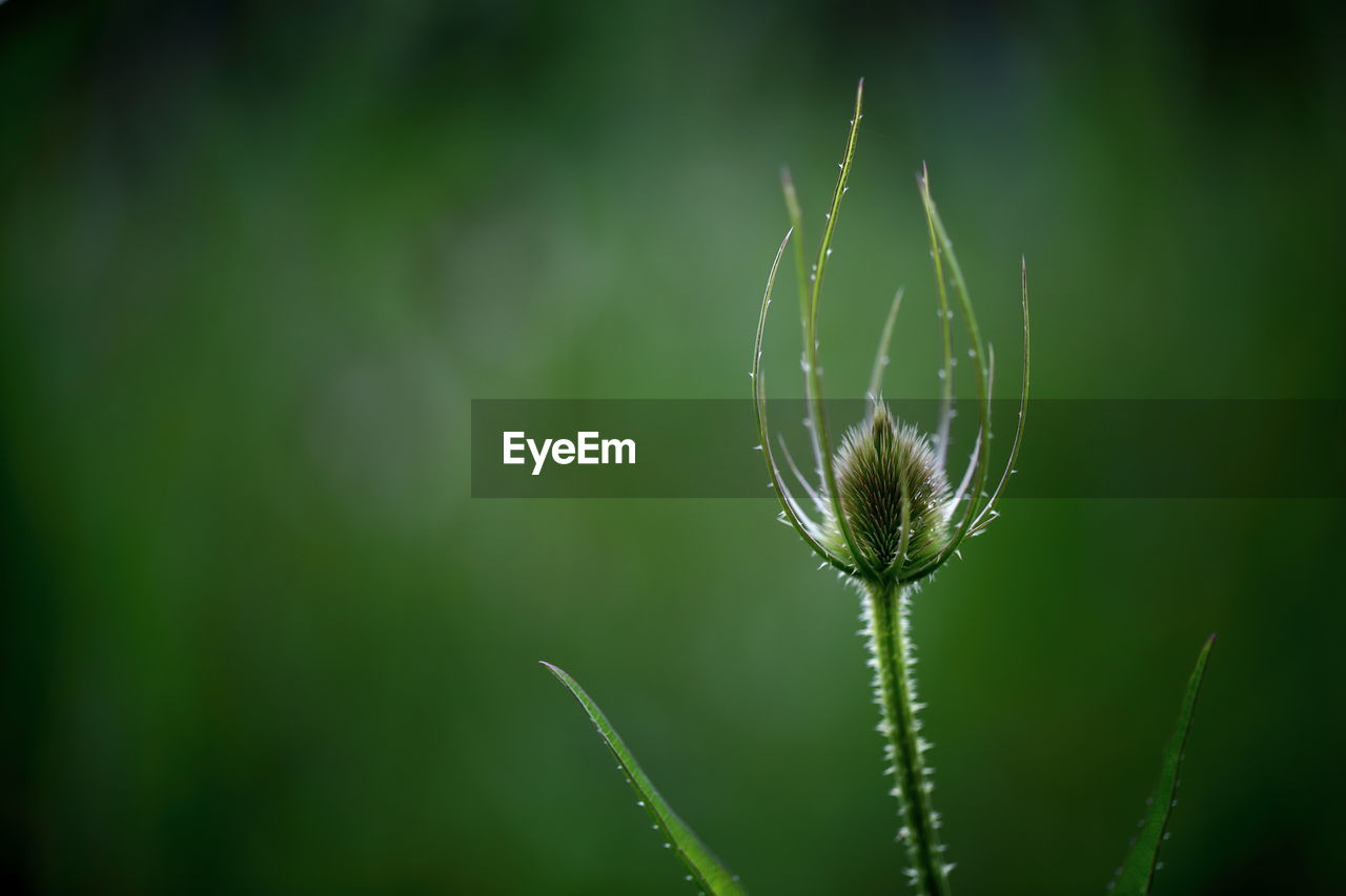 Close-up of plant