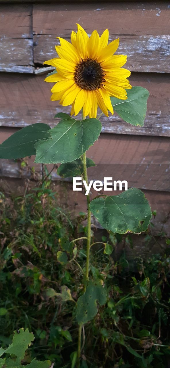 CLOSE-UP OF SUNFLOWER AGAINST YELLOW FLOWERING PLANTS