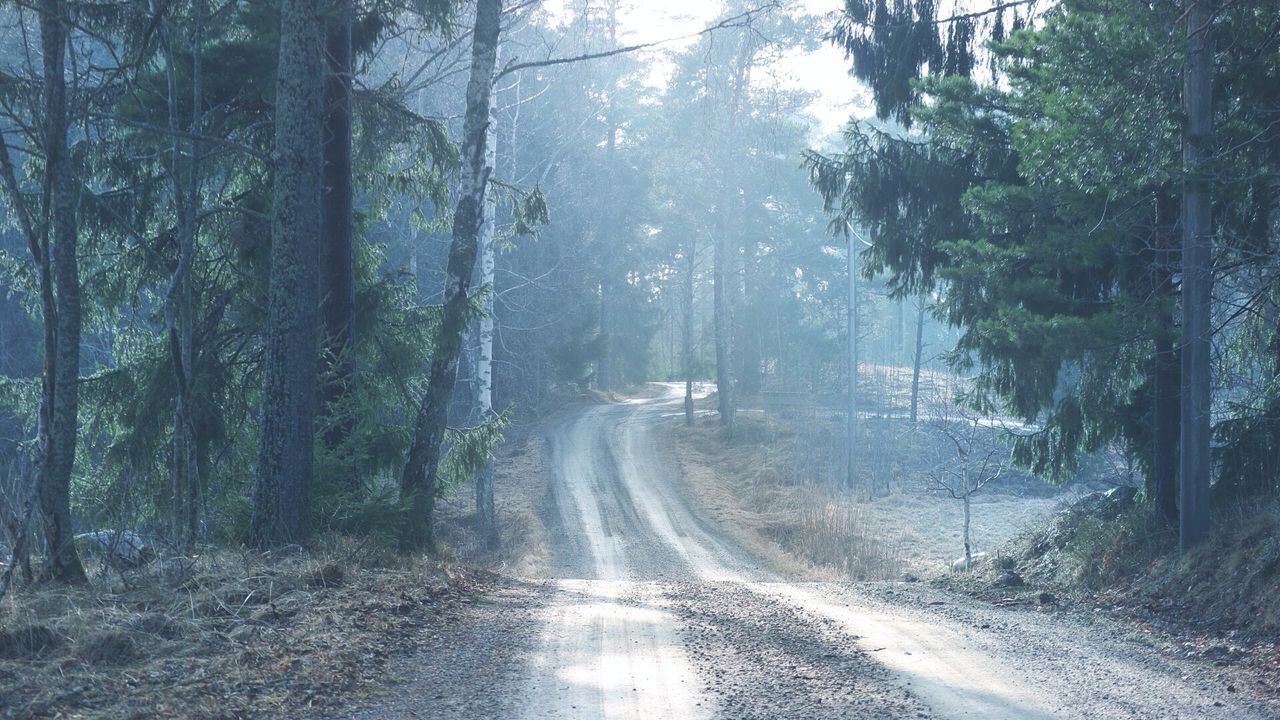 Road amidst trees in forest