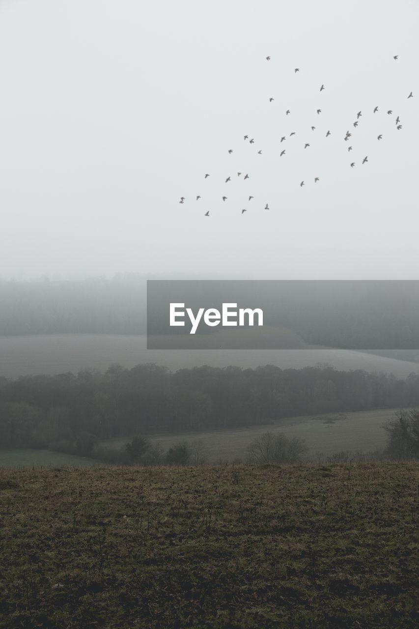 FLOCK OF BIRDS FLYING OVER LANDSCAPE