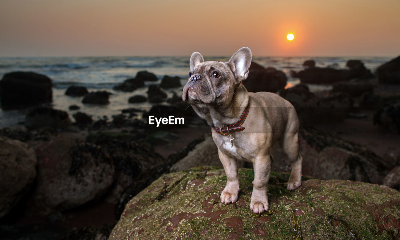 Low angle view of dog on beach at sunset