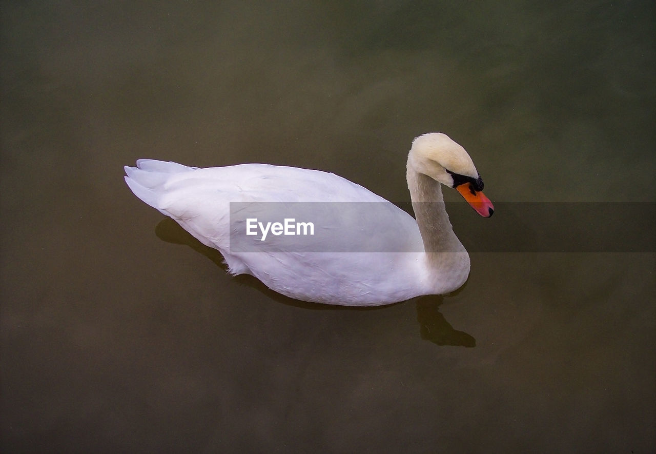 SWAN SWIMMING IN LAKE