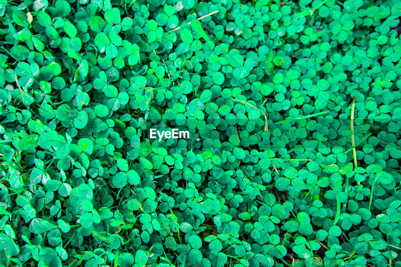 FULL FRAME SHOT OF GREEN BEANS IN WATER