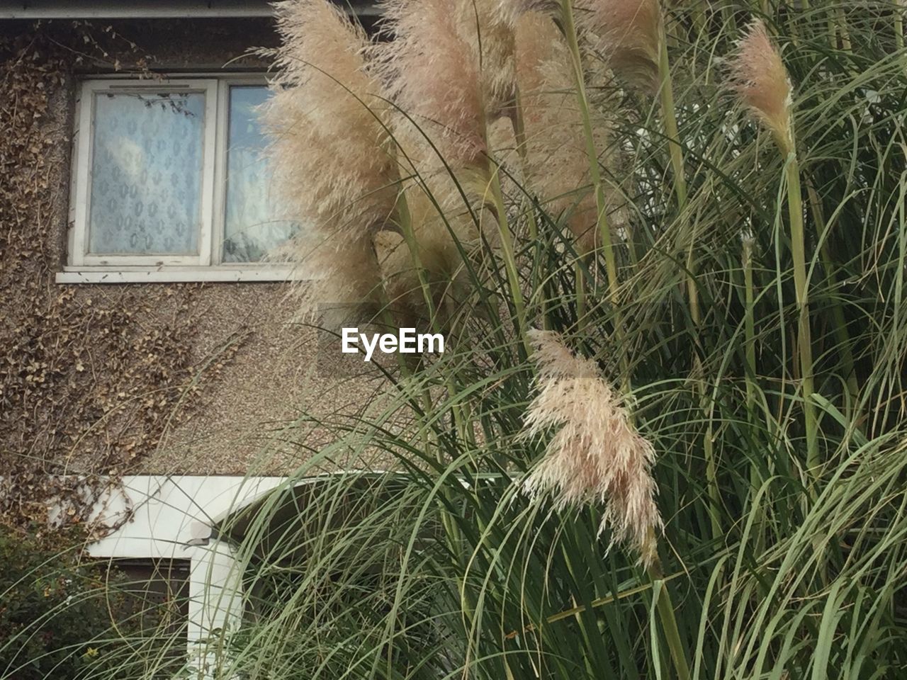 PLANTS GROWING ON WALL