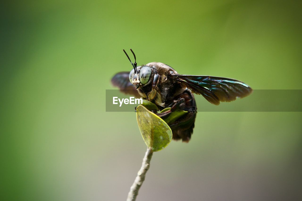Tropical carpenter bee perched on a leaf