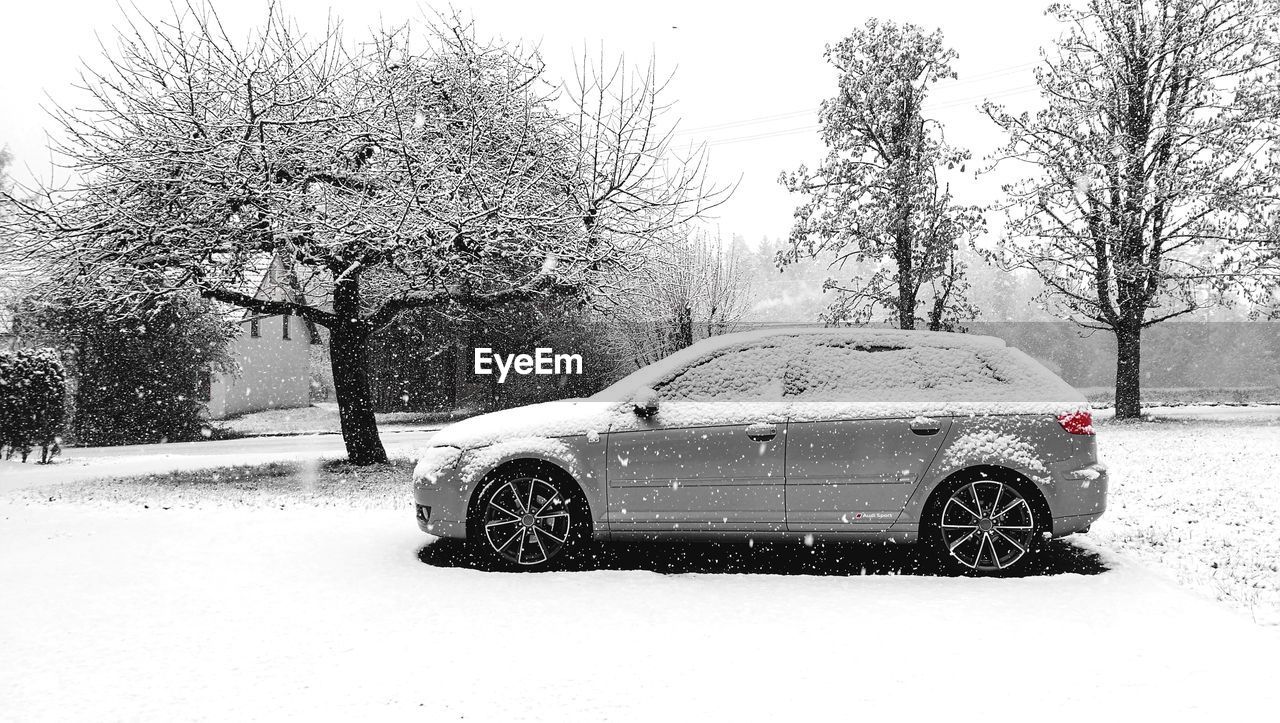 CARS ON SNOW COVERED TREE