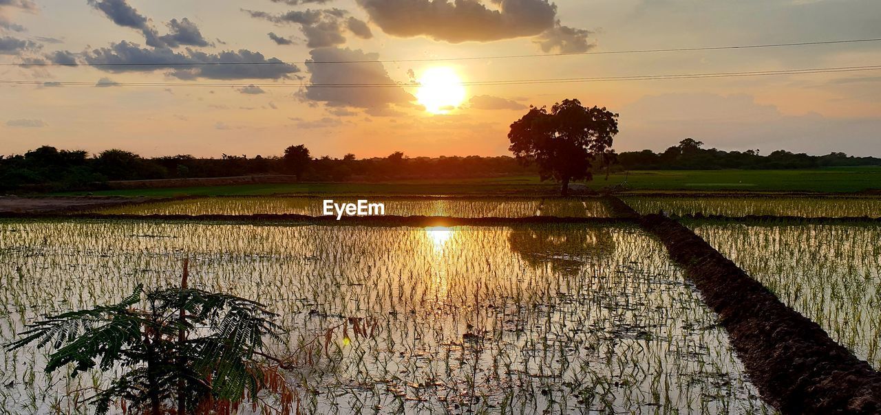 SCENIC VIEW OF RICE FIELD AGAINST SKY