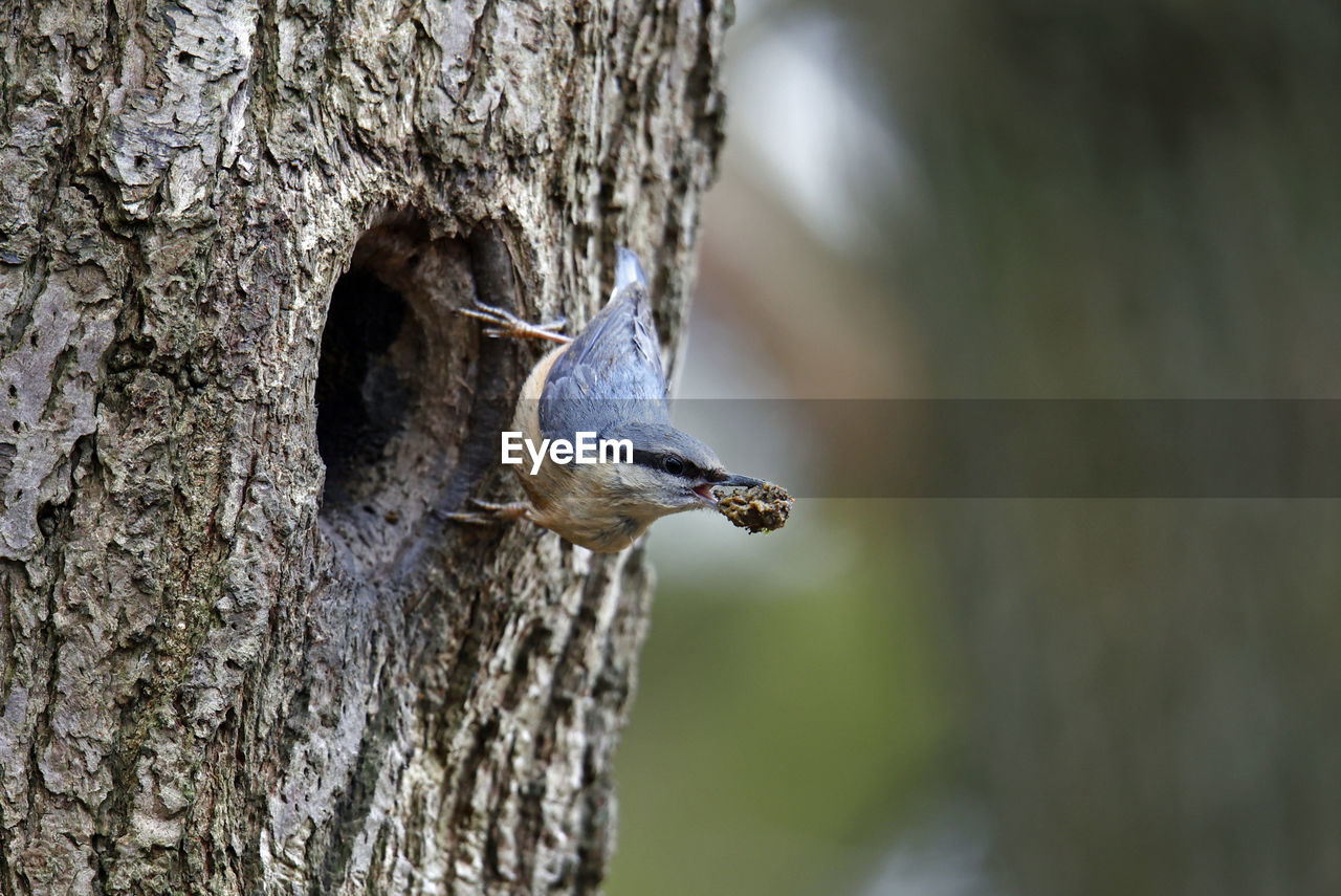 nature, animal themes, animal, animal wildlife, one animal, bird, wildlife, branch, tree trunk, trunk, tree, woodpecker, close-up, no people, plant, focus on foreground, beak, outdoors, day, animal body part, plant bark