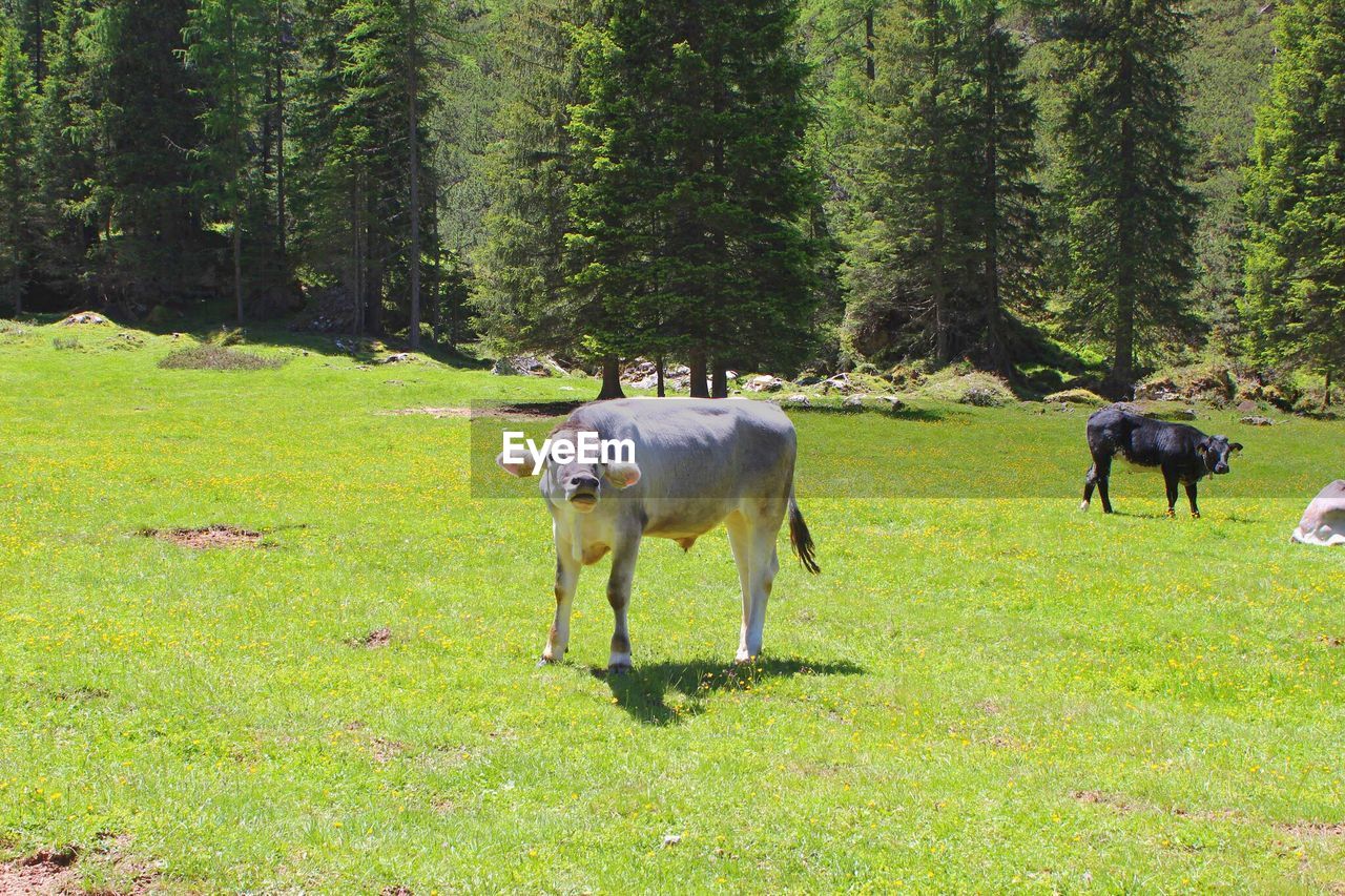 VIEW OF HORSES IN THE FOREST