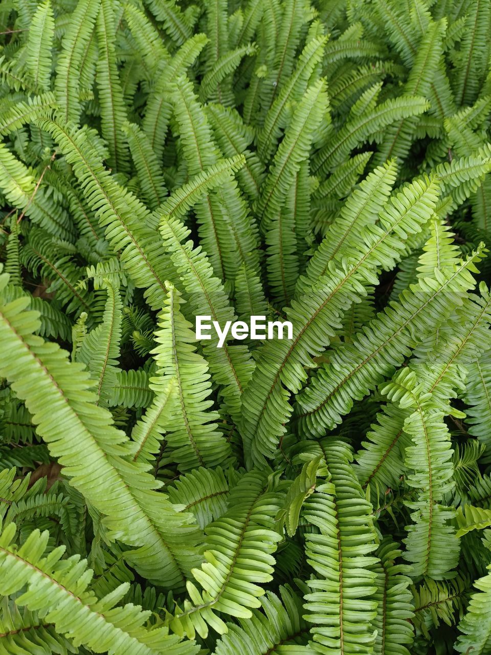 green, ferns and horsetails, plant, leaf, growth, fern, plant part, beauty in nature, full frame, nature, no people, backgrounds, close-up, day, plant stem, tree, vegetation, outdoors, foliage, lush foliage, tranquility, freshness, botany