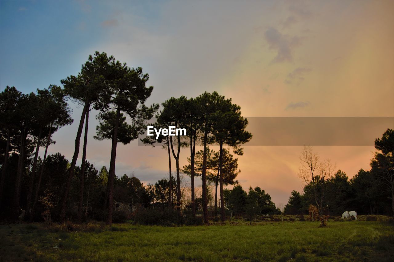 Trees on field against sky during sunset