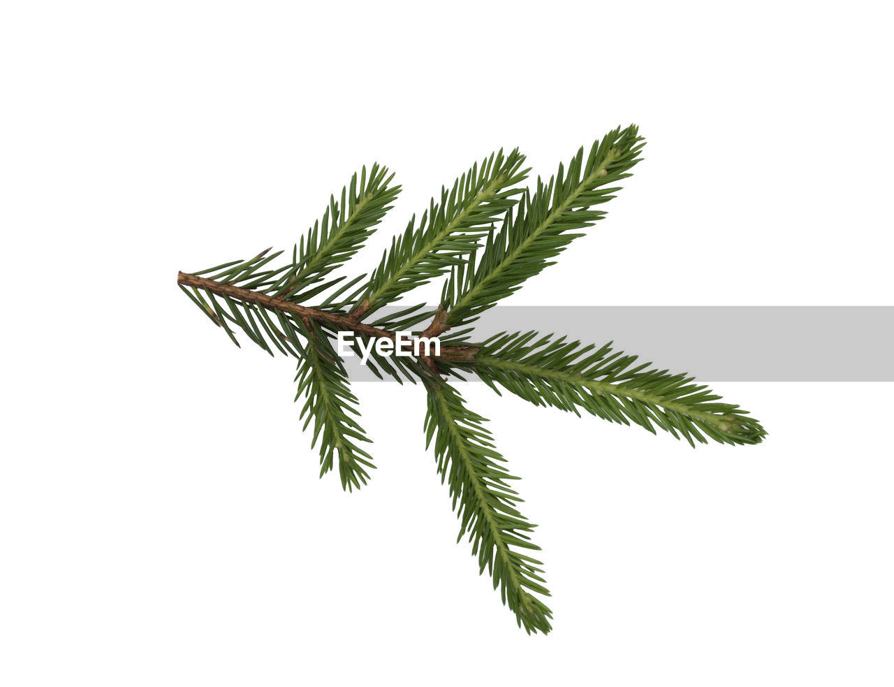 CLOSE-UP OF LEAVES ON WHITE BACKGROUND