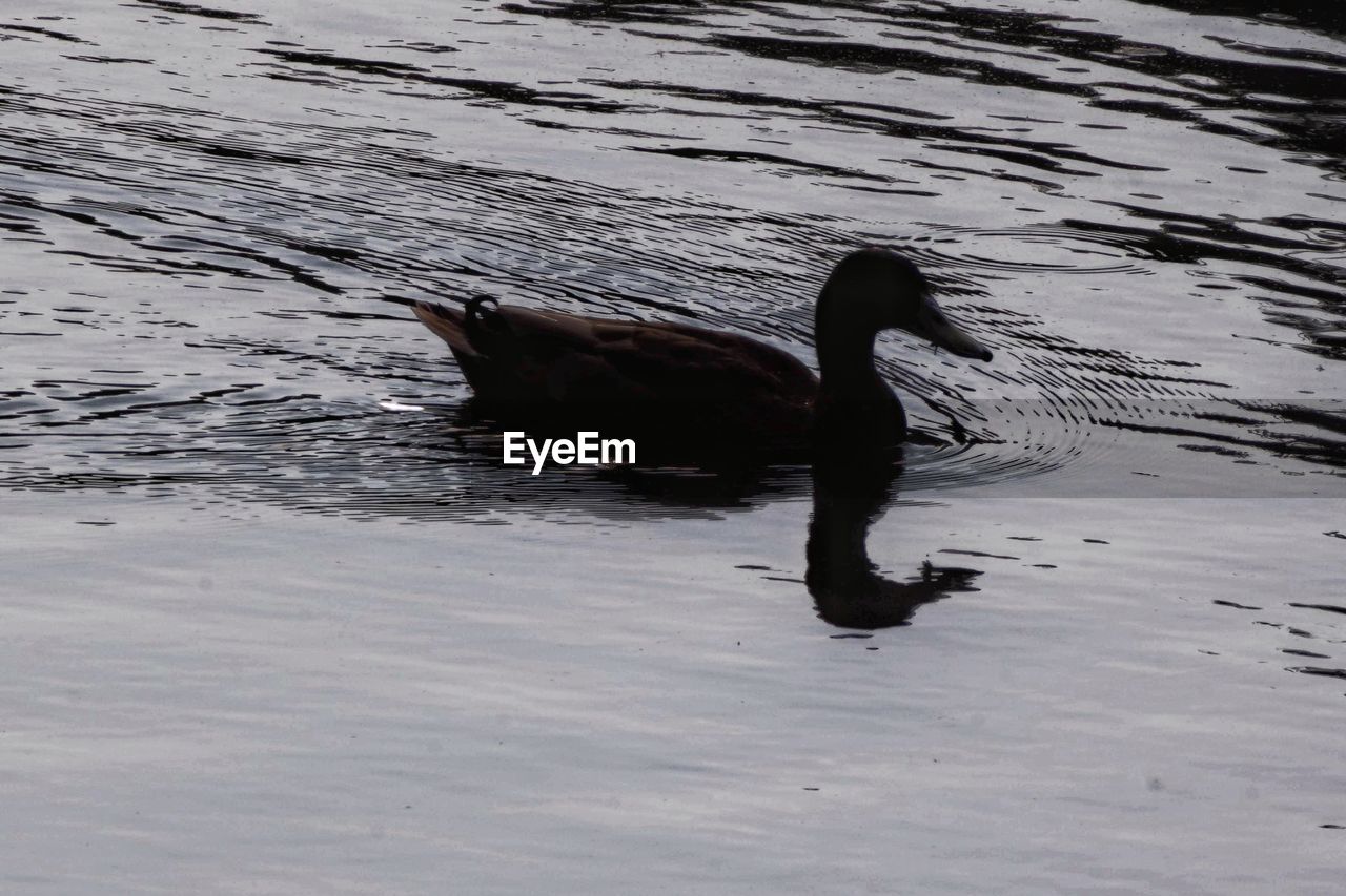 SIDE VIEW OF A BIRD IN LAKE