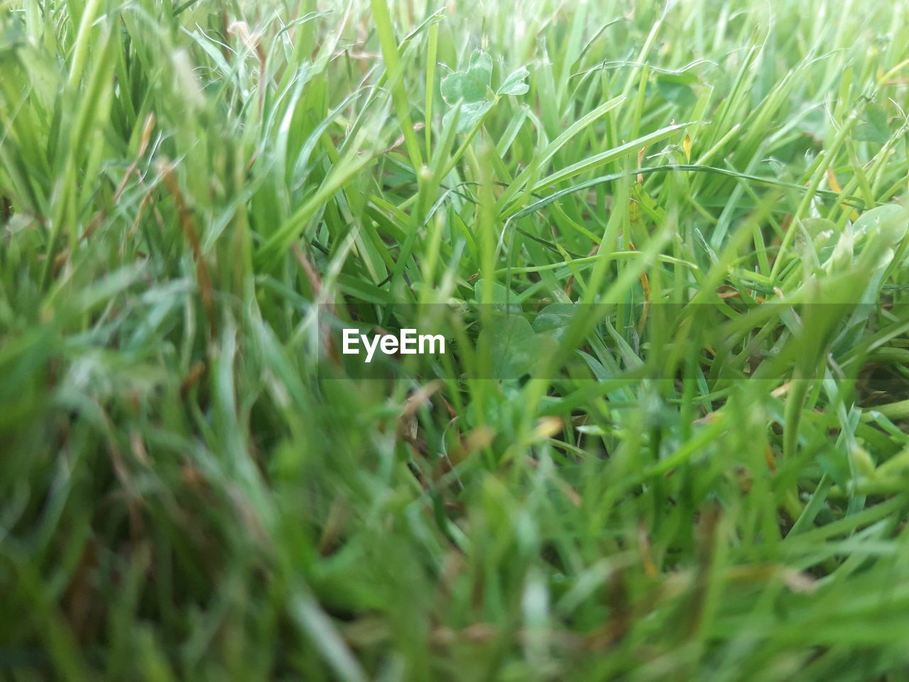 FULL FRAME SHOT OF WHEAT CROP