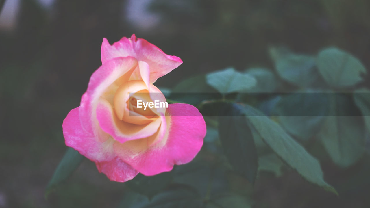 CLOSE-UP OF PINK ROSES