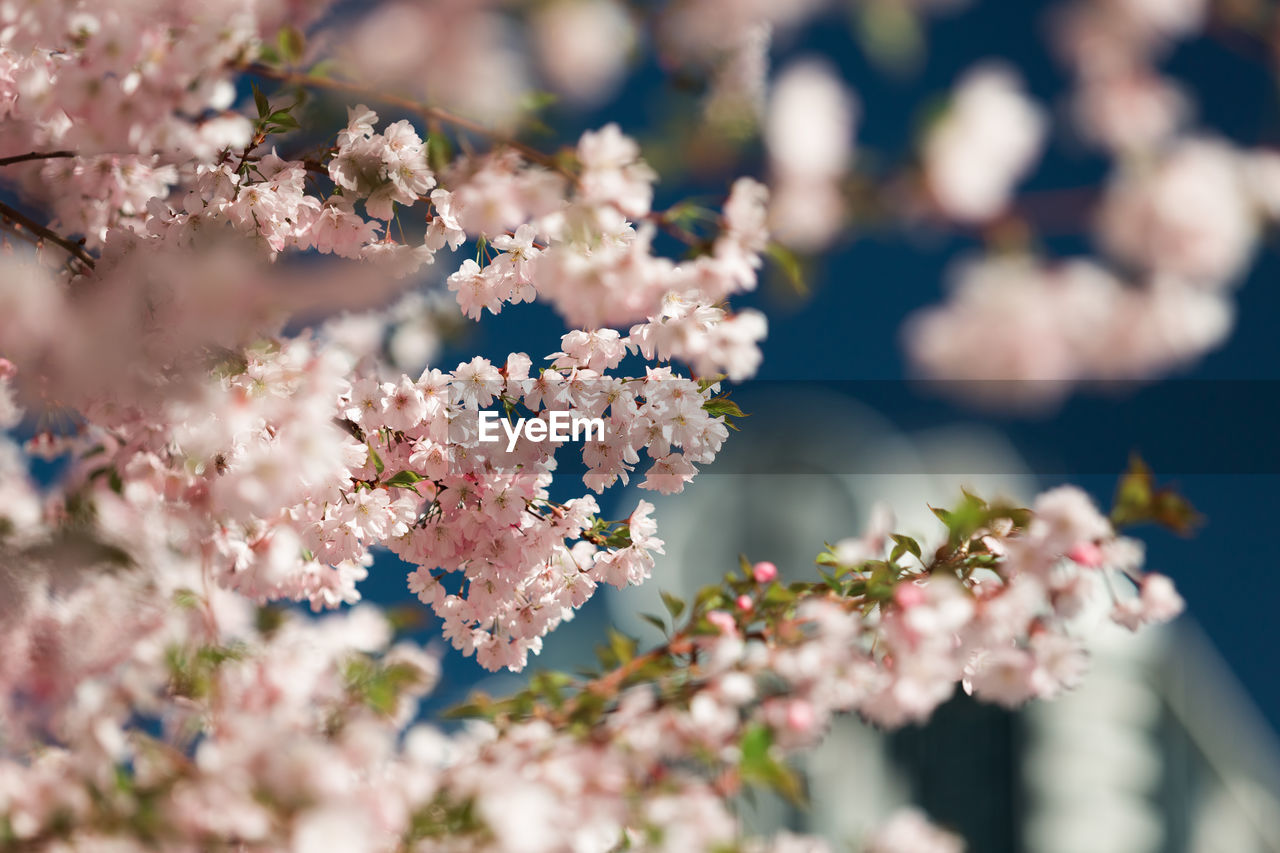 CLOSE-UP OF CHERRY BLOSSOM PLANT