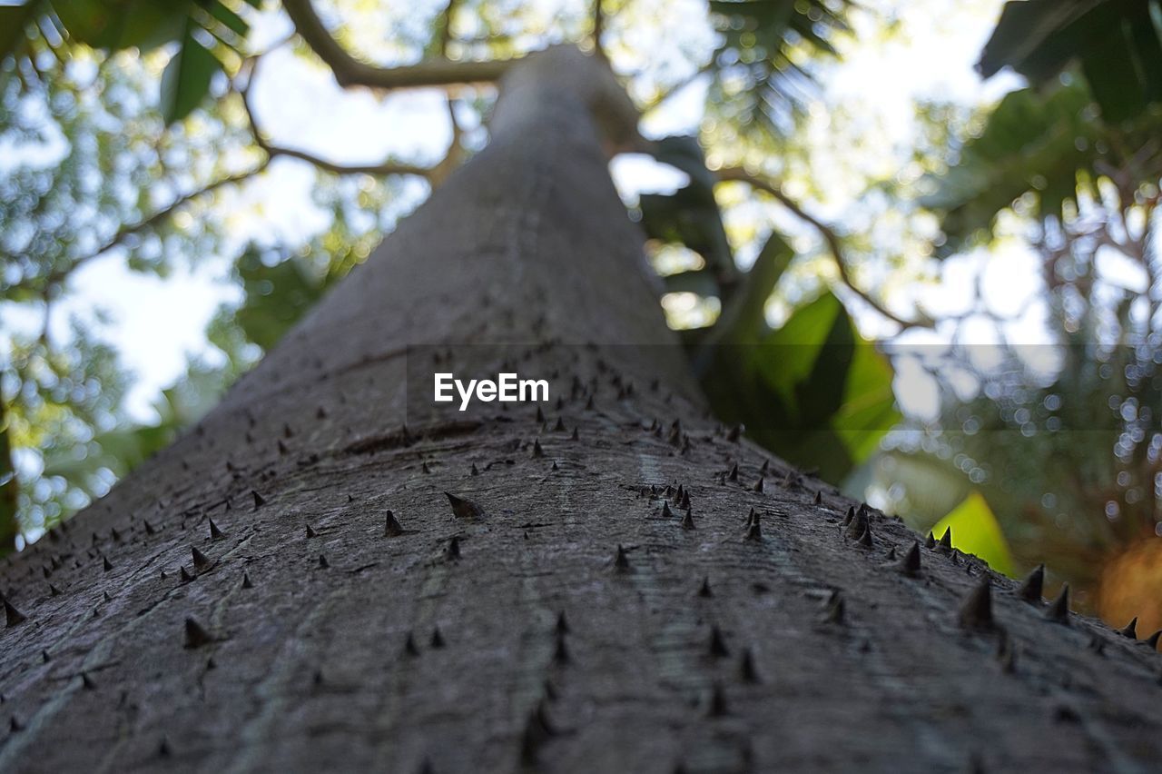 Low angle view of tree in forest